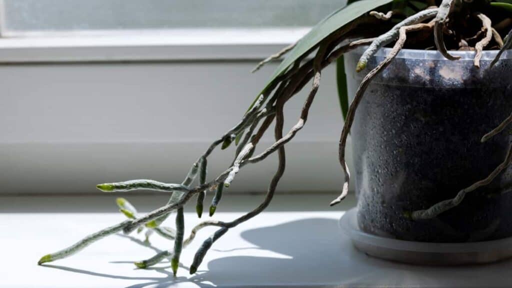 Scopri come gestire le radici aeree delle tue piante da casa senza danneggiarle
