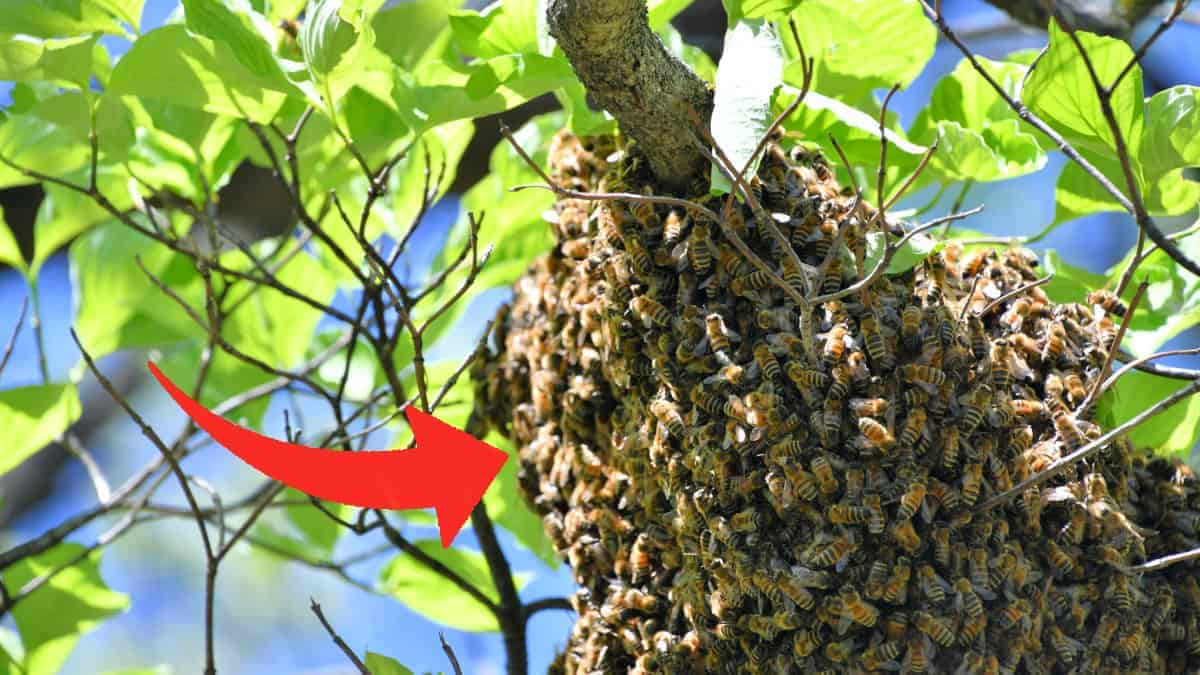 Come un modesto sciame d’api ha dato origine a migliaia di colonie: il processo di una vera invasione di specie
