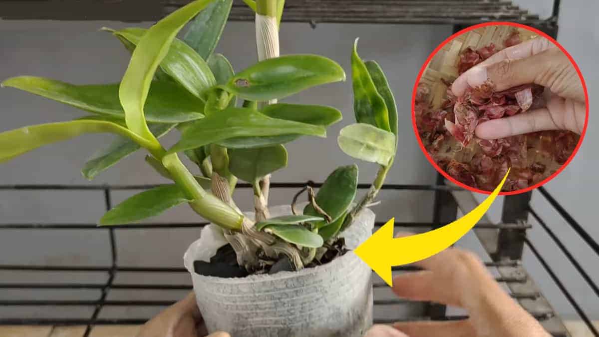 Rivitalizzare orchidee appassite: l’efficace metodo della buccia di cipolla