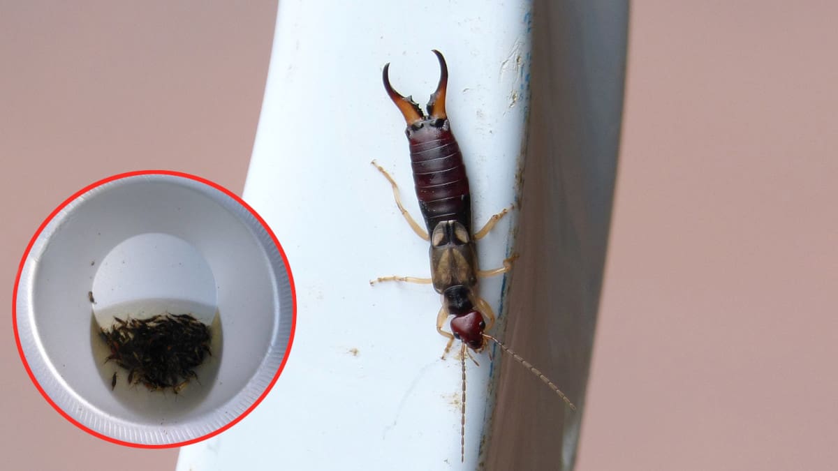 Fai attenzione: se trovi questi insetti dall’aspetto inquietante nella tua casa, ecco cosa significa.