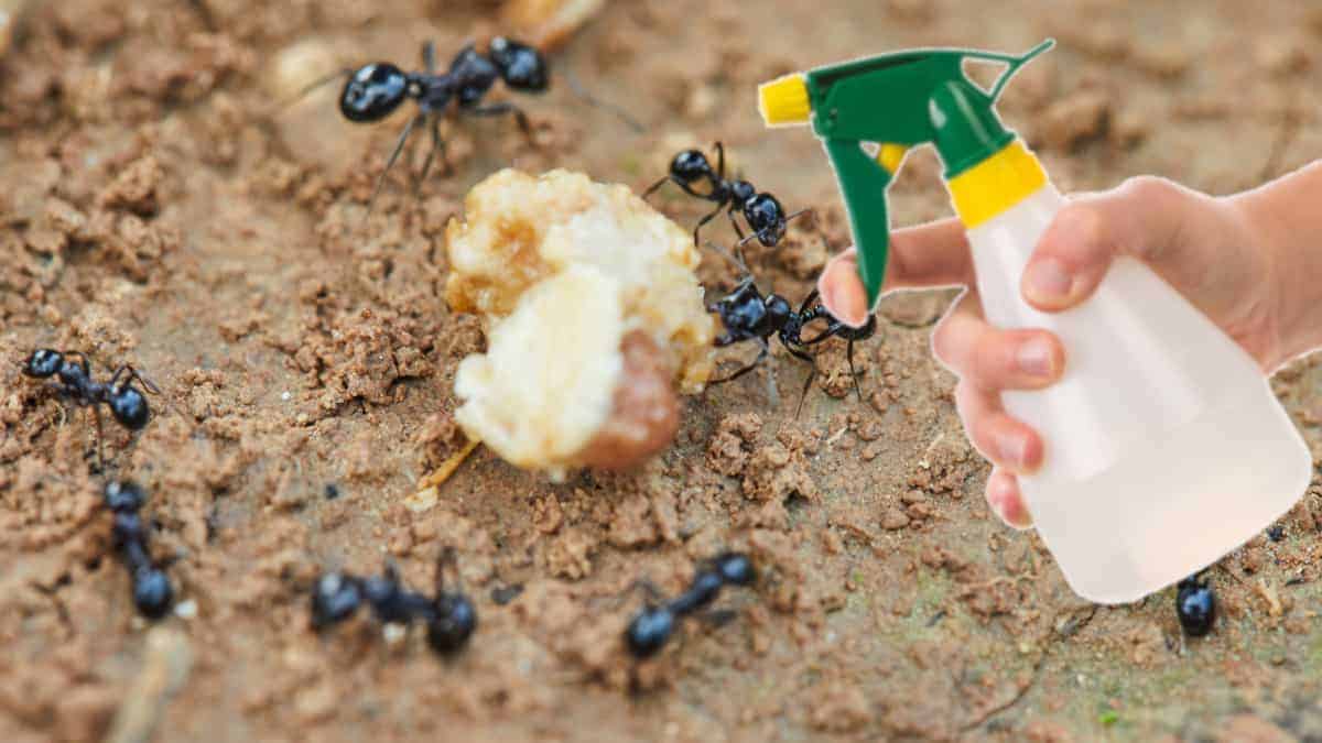 Rimedi naturali per tenere lontane le formiche. Ecco cosa devi fare