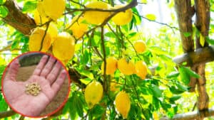 come far crescere un pianta di limoni