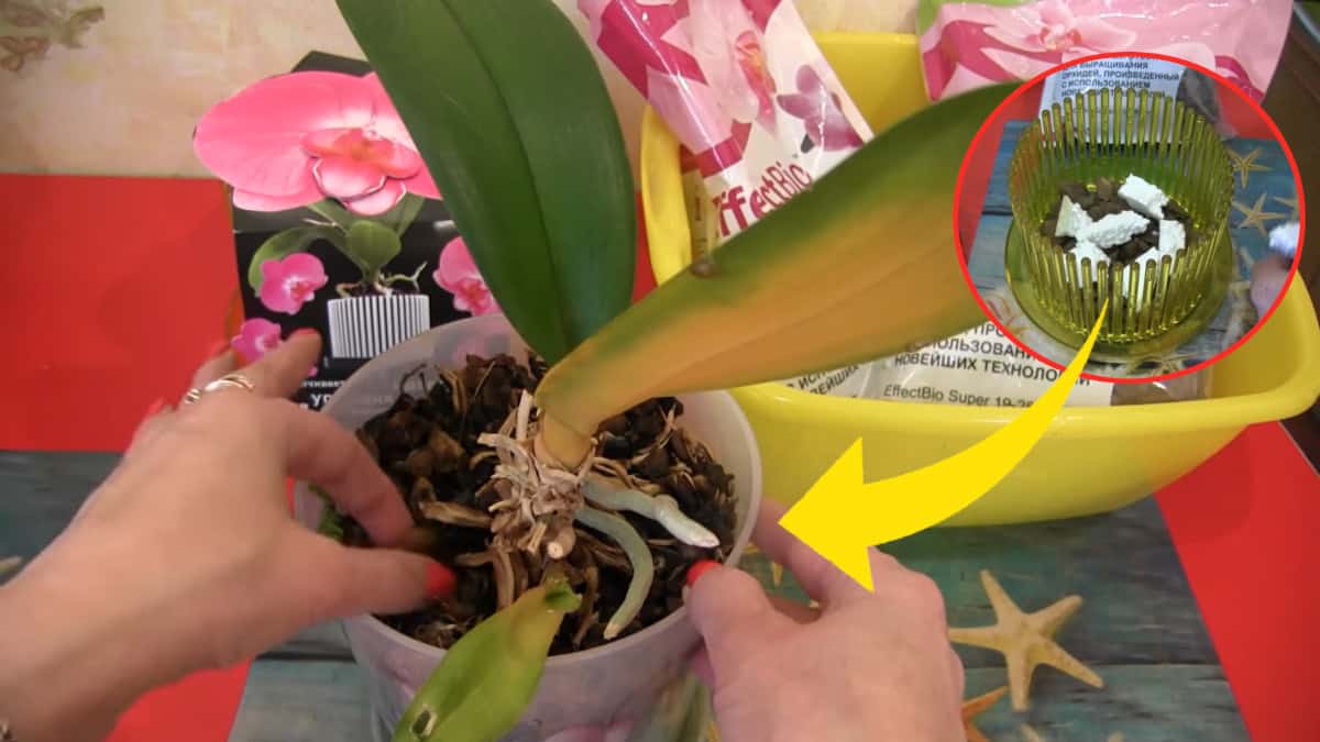 Rivitalizza un’orchidea morente: metodo semplice ed efficace per la rianimazione