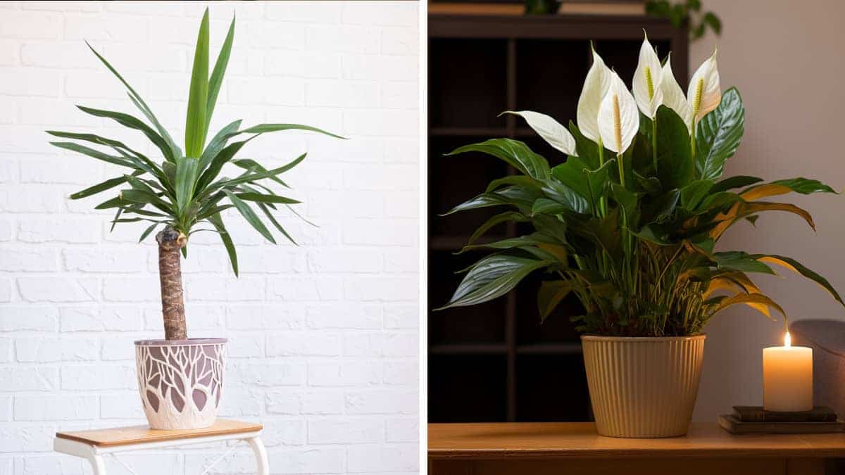 Le piante da appartamento che sono utili a purificare l’aria.