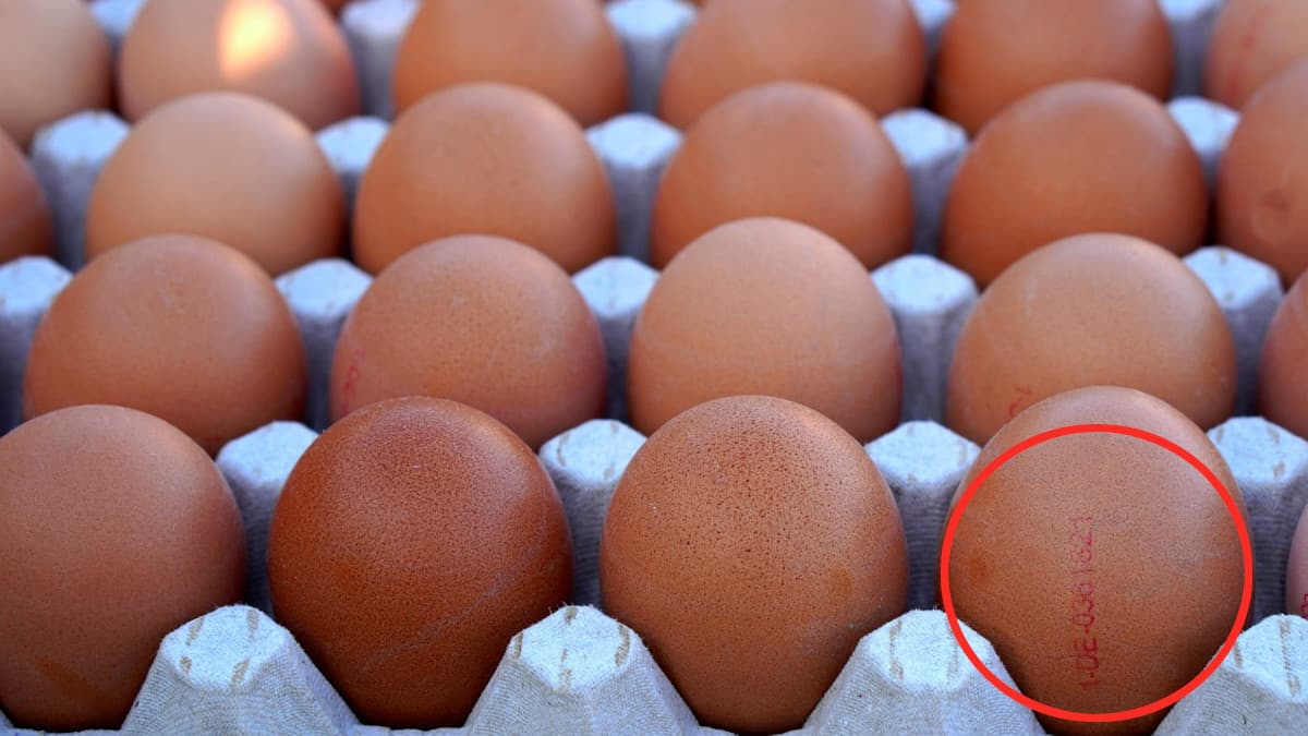 Come si leggono le etichette delle uova?