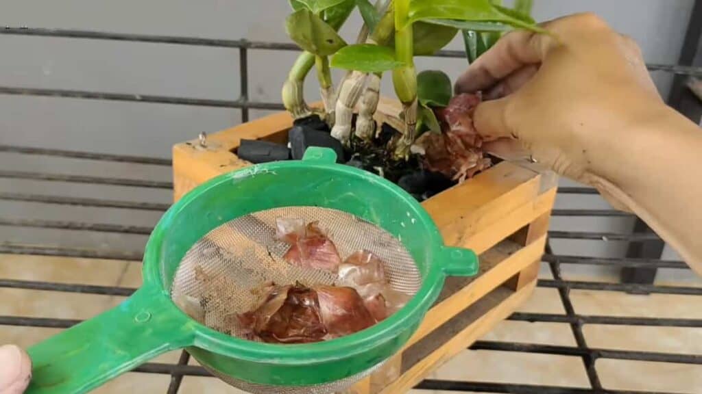 come salvare le orchidee con la buccia di cipolla