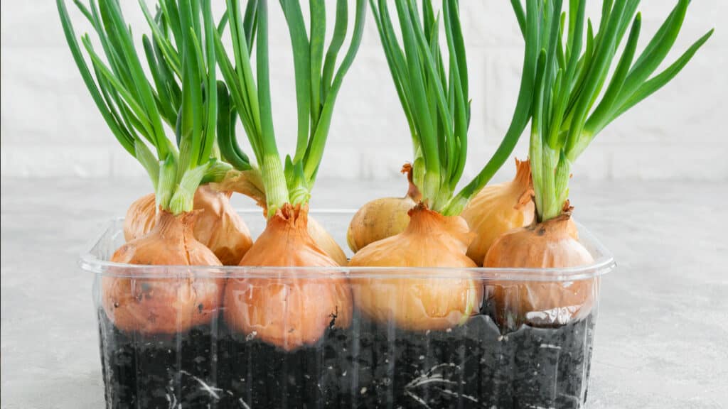 Come riutilizzare le cipolle germogliate