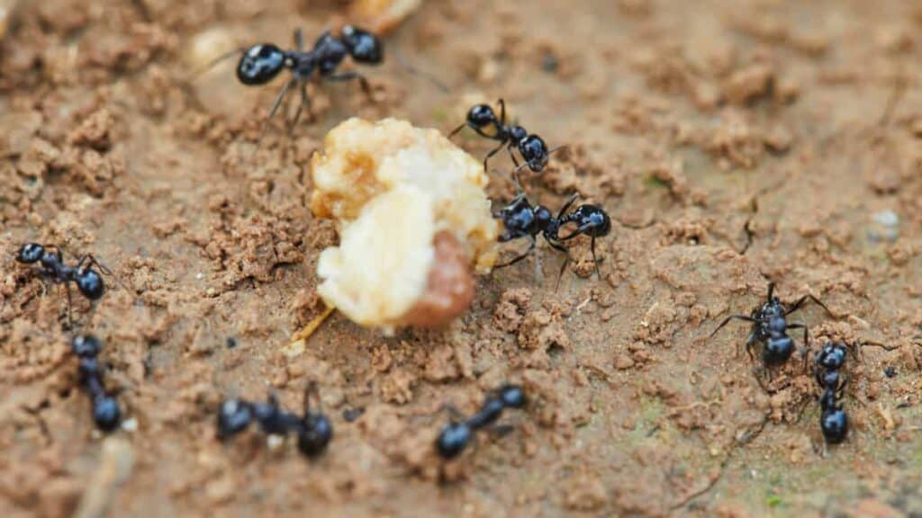 rimedi naturali per allontanare le formiche