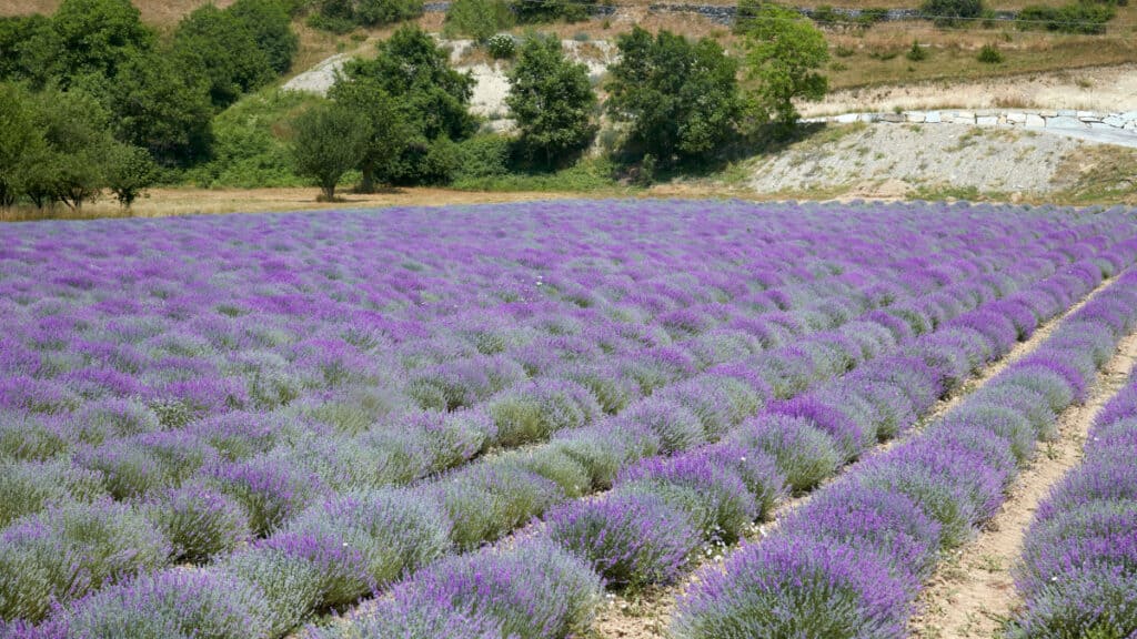 I cinque luoghi in Italia dove ammirare i campi di Lavanda in fiore