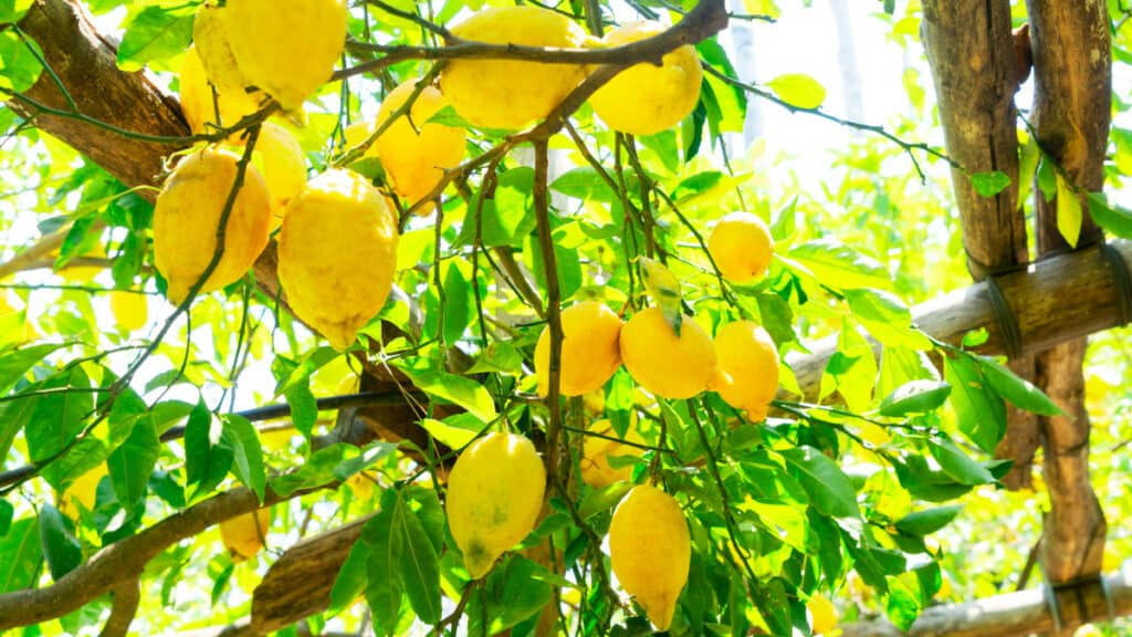 come coltivare una pianta di limoni in casa