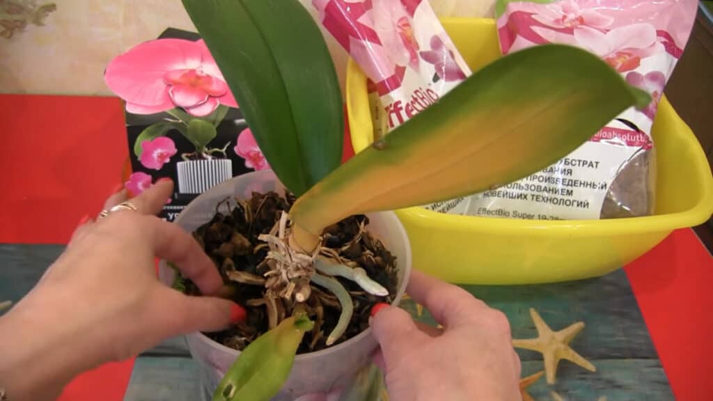 Il metodo perfetto per salvare un'orchidea