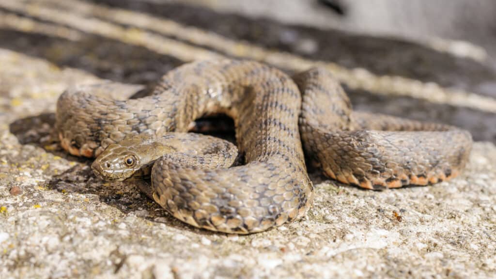 coppia australiana scopre decine di pelli di serpente dopo l'acquisto della casa