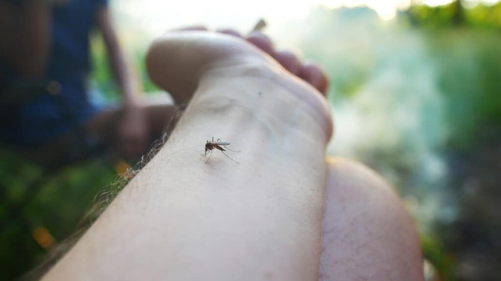 Come i tentativi di caccia le zanzare favoriscono la loro fuga