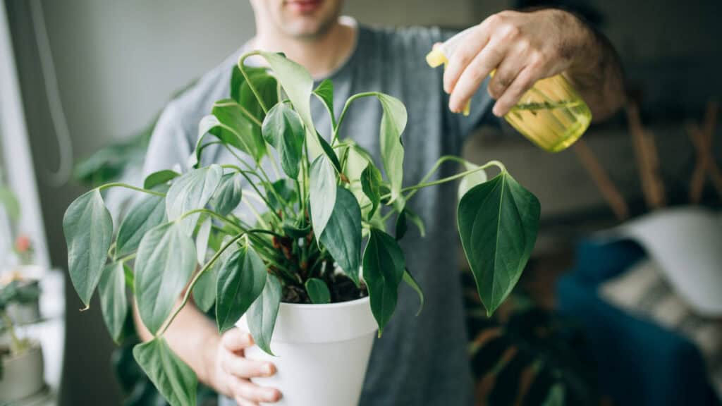 6 modi sorprendenti per utilizzare l'Aceto nel tuo giardino