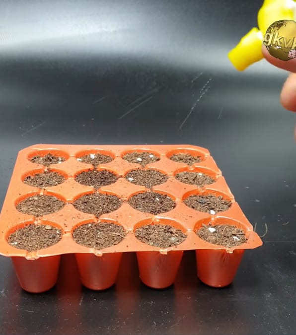 Spugne Per La Crescita – Spugne Coltivate Di Ricabio, 30 Pezzi Delle