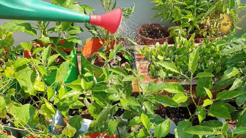 Come utilizzare le Aspirine Scadute per una crescita rigogliosa delle vostre piante