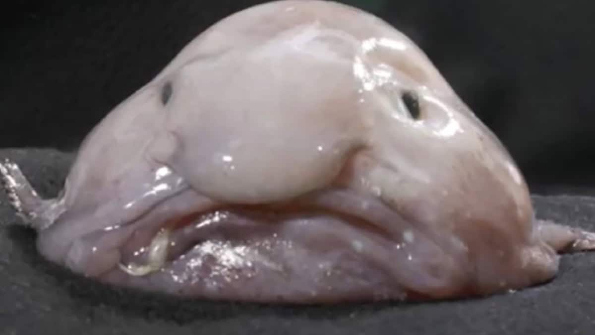 Chi è il blobfish? Non è così brutto come tutti pensano!