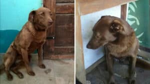 Pakita, il cane triste ritrrova il suo proprietario grazie all'odore