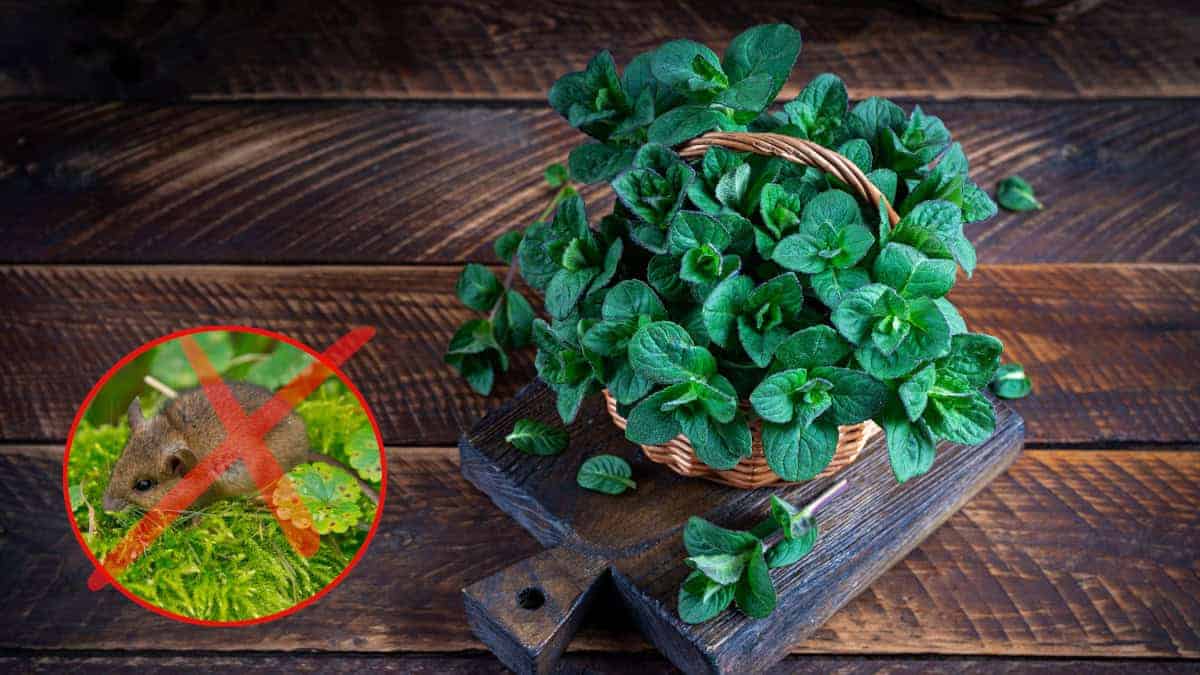 Cinque piante che riescono a tenere lontano i topi in modo del tutto naturale.