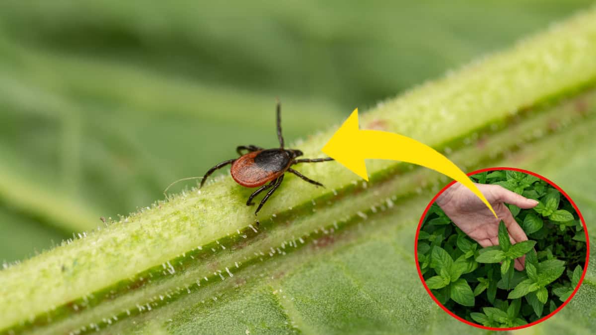 Come riuscire ad allontanare degli insetti fastidiosi oltre che pericolosi: le zecche.