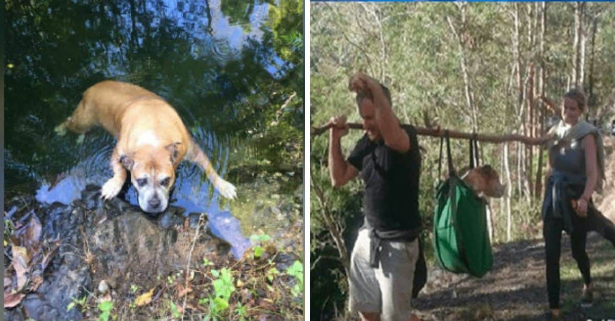 Gli escursionisti trovano il cane scomparso da quasi un mese