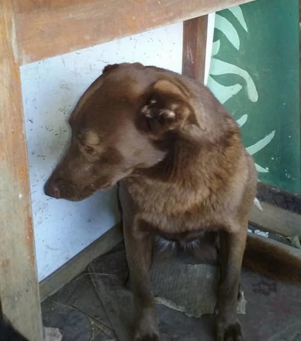 Un cane triste è rimasto in un rifugio finché non ha sentito l'odore del proprietario