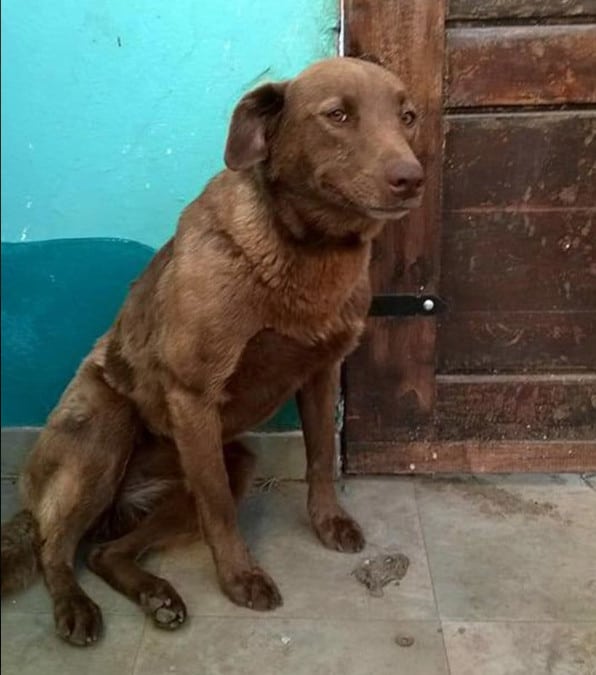 Un cane triste è rimasto in un rifugio finché non ha sentito l'odore del proprietario