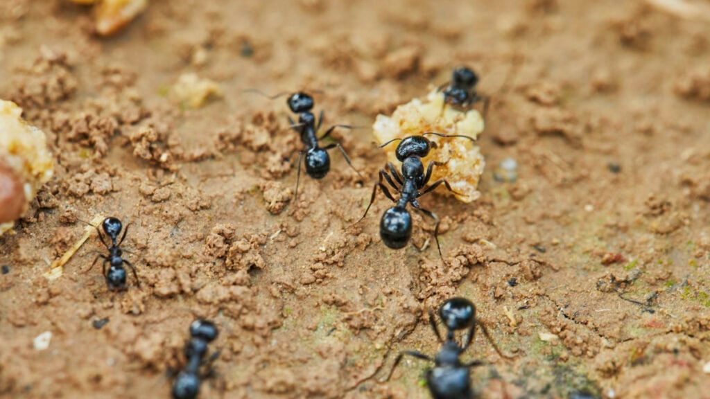 rimedi naturali per tenere lontane le formiche