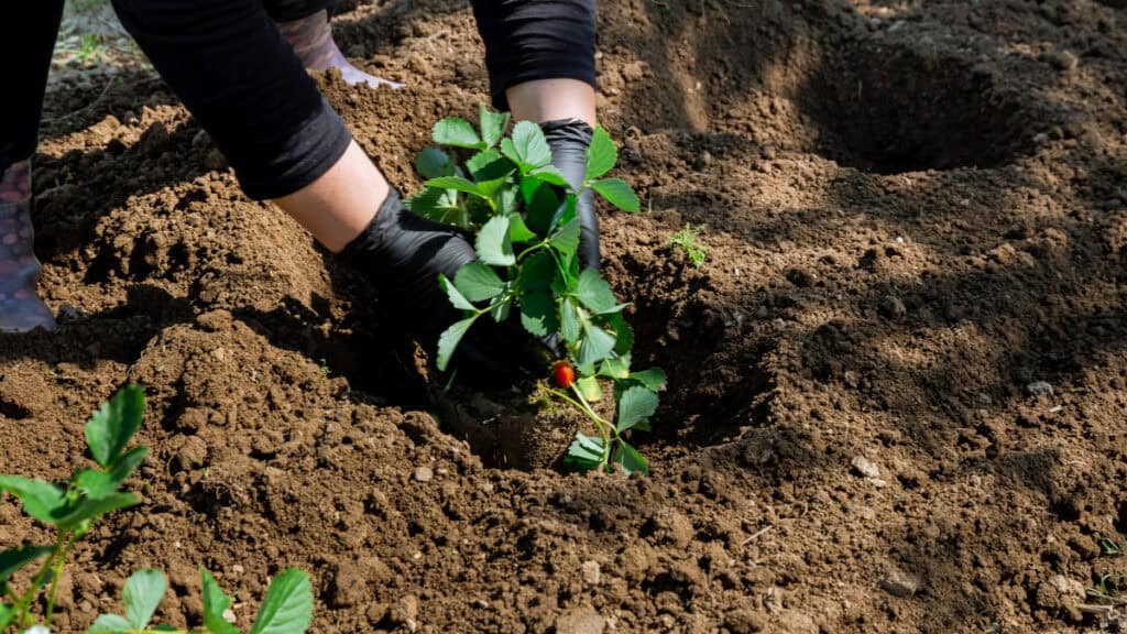 consigli pratici per ottenere delle fragole succose nel tuo giardino