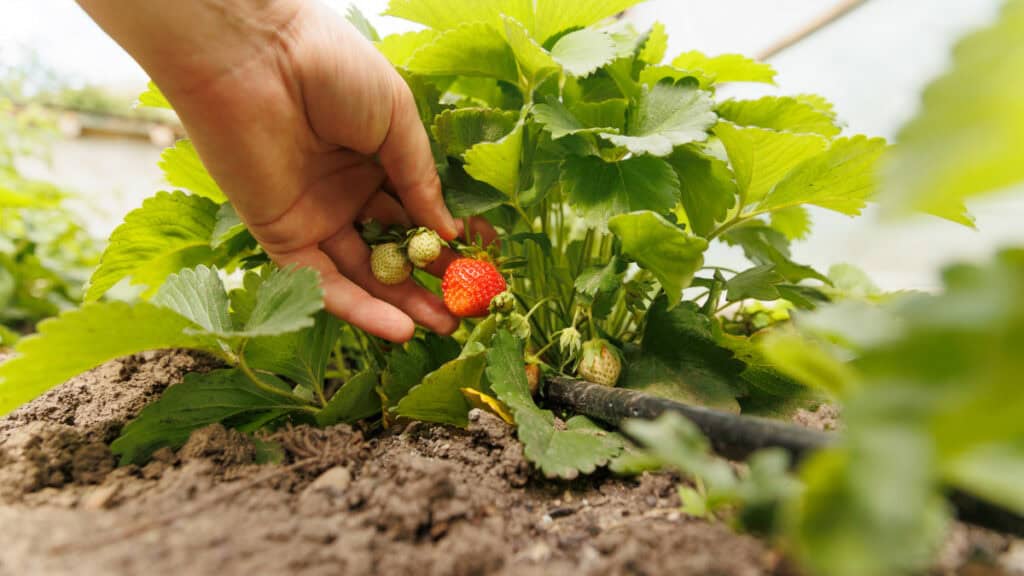 consigli pratici per ottenere delle fragole succose nel tuo giardino