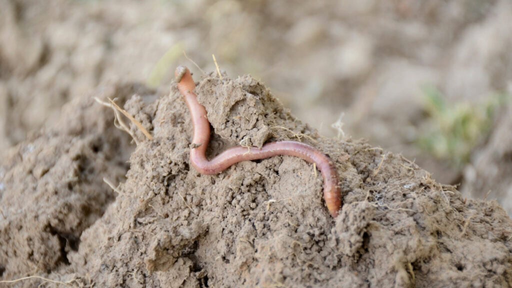 I lombrichi: piccoli alleati segreti per un giardino rigoglioso