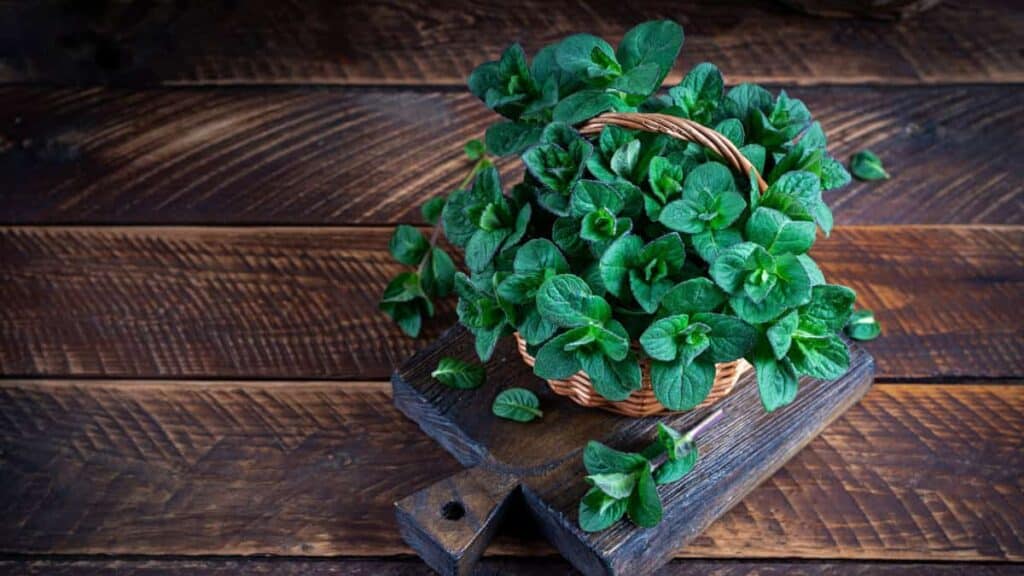 5 rimedi naturali per tenere lontani i topi con le piante