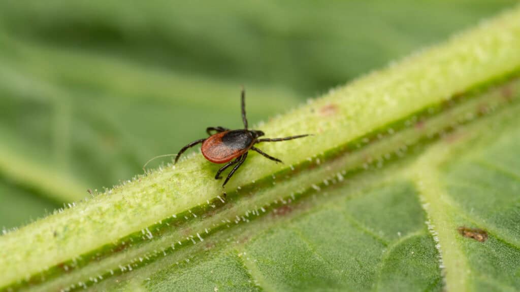 come allontanare le zecche dal tuo giardino con rimedi naturali