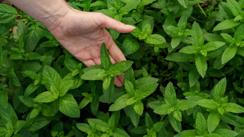 come allontanare le zecche dal tuo giardino con rimedi naturali