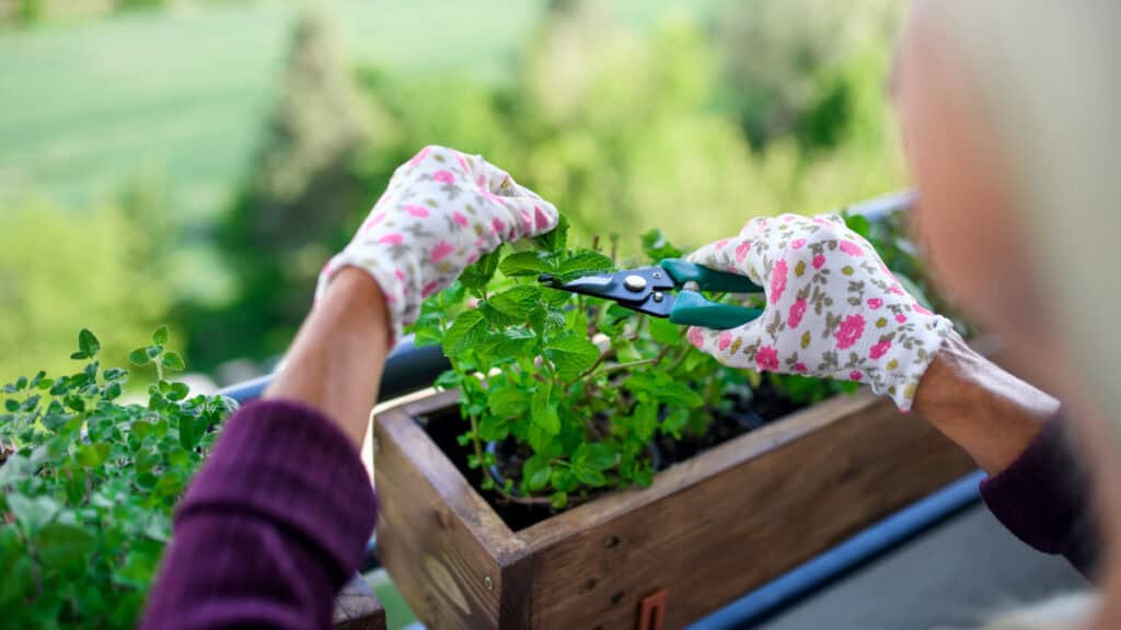 piante adatte per ogni tipo di balcone