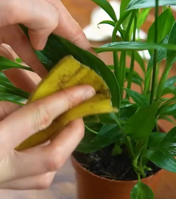 Ecco come utilizzarla le bucce di banana per nutrire e pulire le foglie delle piante