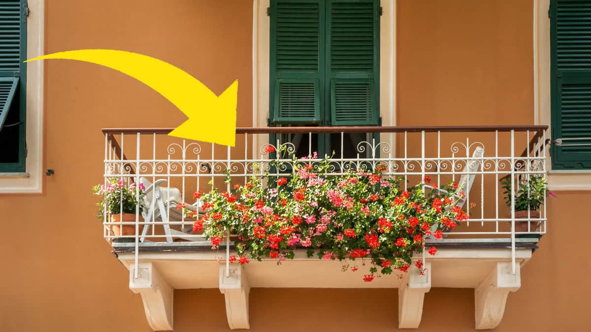 Le 6 piante ideali per ogni balcone.