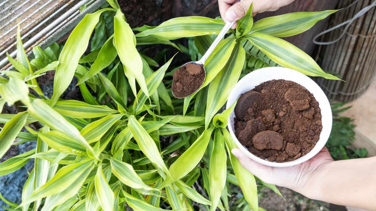 Come riuscire a nutrire le vostre piante con dei fertilizzanti naturali.