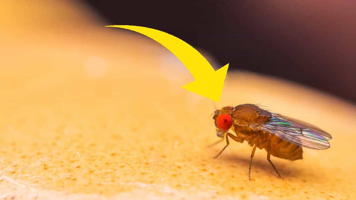 Perché compaiono i moscerini della frutta in casa e come eliminarli?