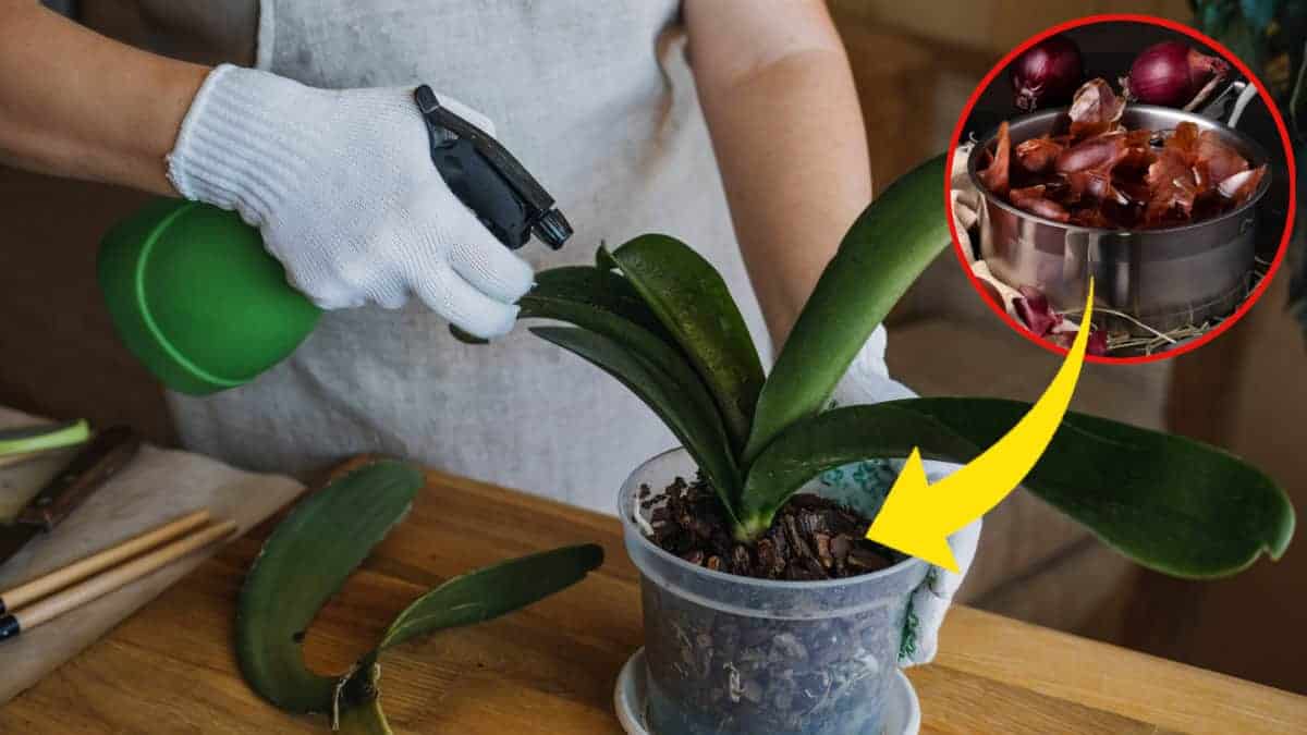 Come fare un fertilizzante in casa per far fiorire le orchidee: 3 soluzioni naturali