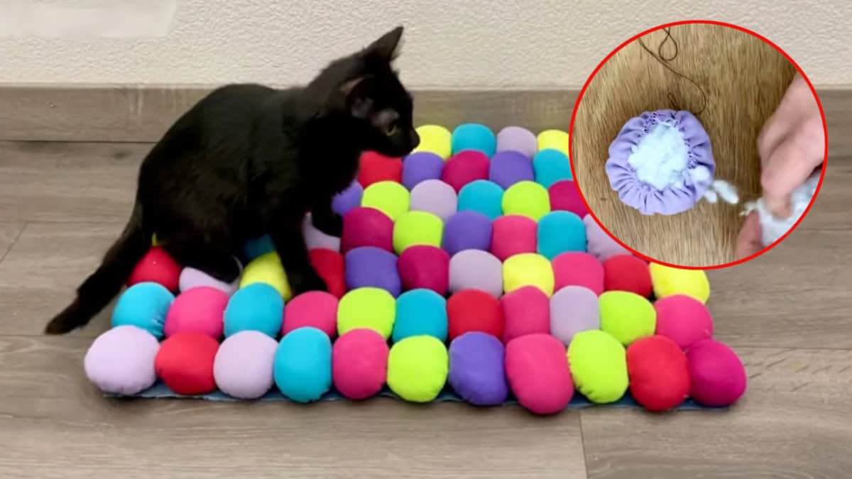 Come poter fare un tappetino per il vostro gatto con il materiale che avete in casa.