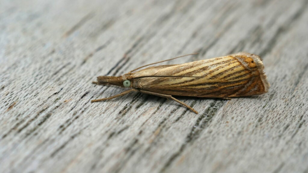 Rimedi naturali contro le farfalline della dispensa