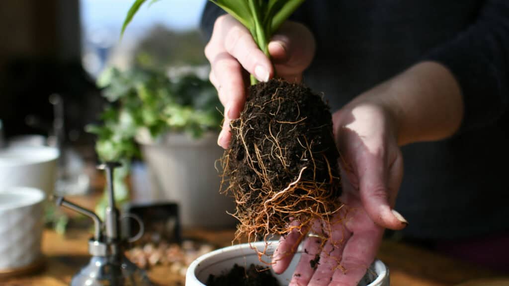 I vantaggi dei fertilizzanti naturali per una crescita delle piante