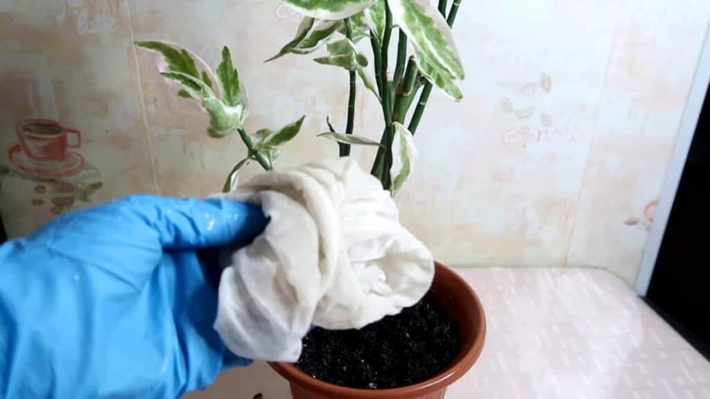 Ecco come proteggere le piante dai moscherini con rimedi naturali