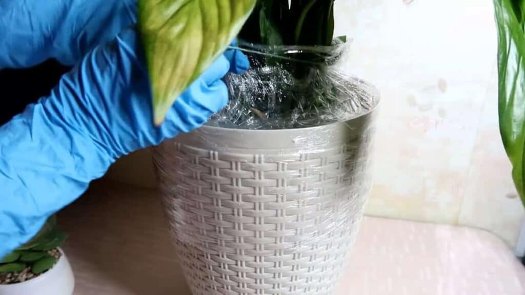 Ecco come proteggere le piante dai moscherini con rimedi naturali