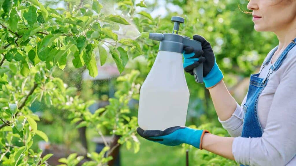 Olio di Neem: Il rimedio naturale contro zanzare e parassiti