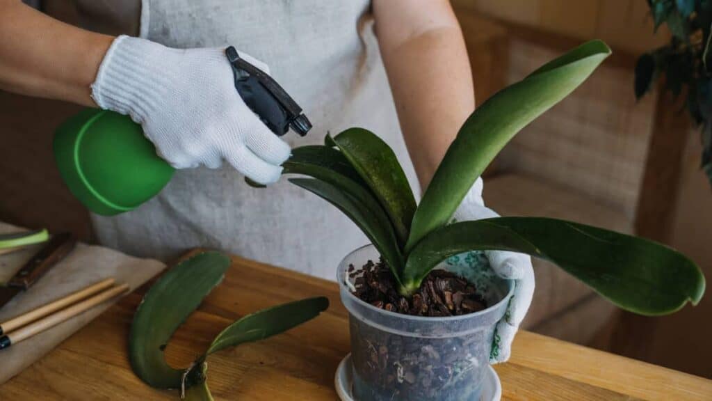 3 Metodi naturali per creare un fertilizzante fatto in casa per le orchidee