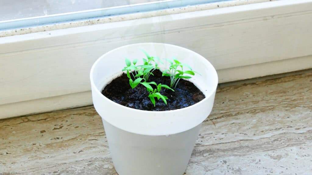 consigli pratici per coltivare verdure dentro casa
