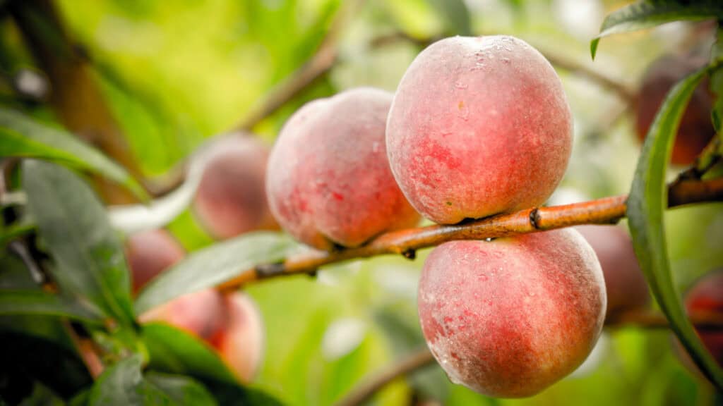 le pesche sanguigne: proprietà, benefici e modi creativi di gustarle