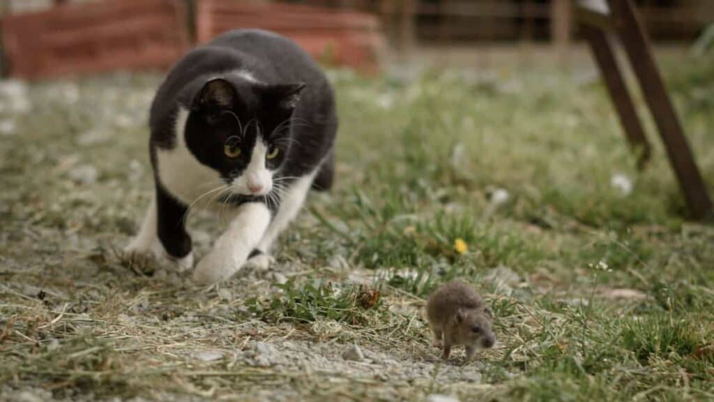 metodi per allontanare i topi da casa